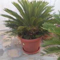 Cycas