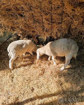 Agnelli/Agnelle