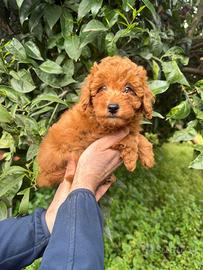 Cuccioli di barboncino