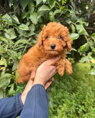Cuccioli di barboncino