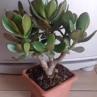 Pianta Crassula ad alberello 