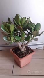 Pianta Crassula ad alberello 