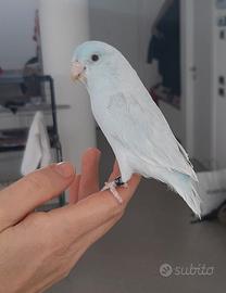 Pappagallino Forpus allevato a mano