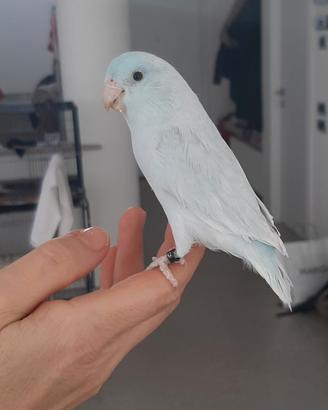 Pappagallino Forpus allevato a mano