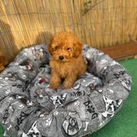 Cuccioli di barboncino toy