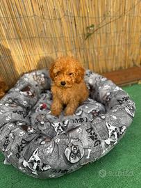 Cuccioli di barboncino toy