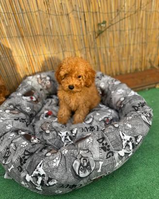 Cuccioli di barboncino toy