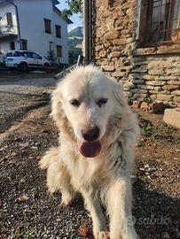 Pastore maremmana abruzzese