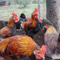 Galletti Siciliana Collo Oro buone caratterestiche