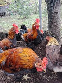 Galletti Siciliana Collo Oro buone caratterestiche