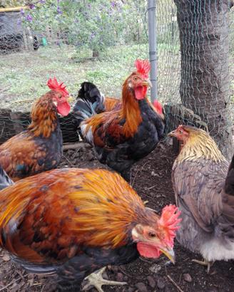 Galletti Siciliana Collo Oro buone caratterestiche