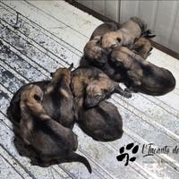 Cane lupo cecoslovacco