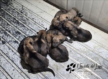 Cane lupo cecoslovacco