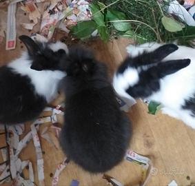 Conigli nani cuccioli