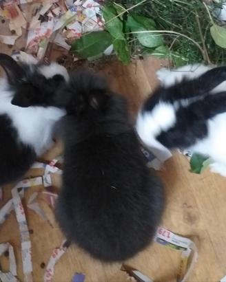 Conigli nani cuccioli
