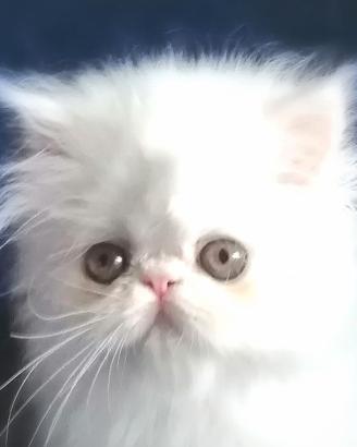 persiano cucciolo con pedigree 