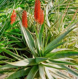 Aloe vera 5-6 anni aloe arborescens 3 anni