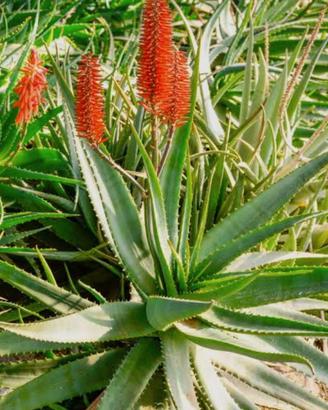 Aloe vera 5-6 anni aloe arborescens 3 anni
