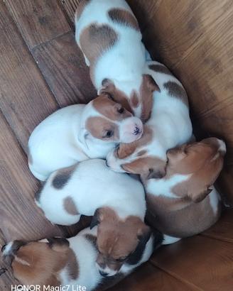 Cuccioli di Jack Russell pelo corto zampe corte