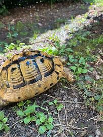 Testudo hermanni boettgeri con cites