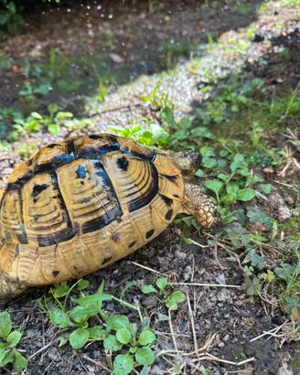 Testudo hermanni boettgeri con cites