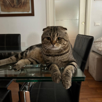 Scottish fold maschio per accompiamento