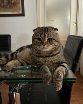 Scottish fold maschio per accompiamento