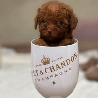 Barboncini mini mini toy 100/100