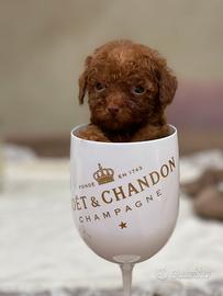 Barboncini mini mini toy 100/100