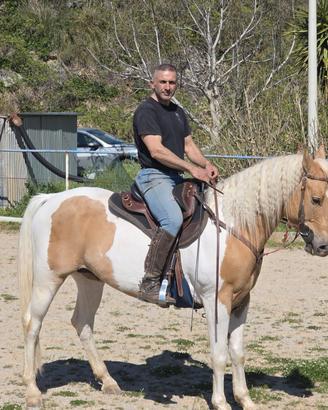 Cavallo Paint Paint
