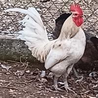 Gallo