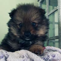 CRAZY DOG spitz 2 mesi