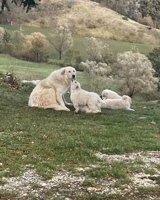 Maschietti Cuccioli di Pastore Maremmano Abruzzese