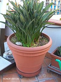 VASI IN RESINA CON STRELITZIA E CYCAS