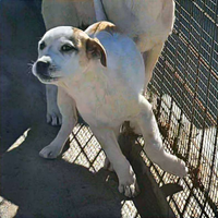 Piccola creatura amabile