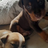 Cuccioli di Amstaff
