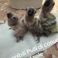 Pulli conuro del sole