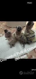 Pulli conuro del sole