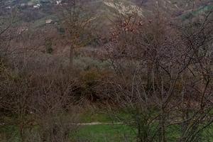 Terreno di vigneto e uliveto