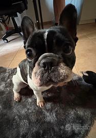 Bulldog Francese