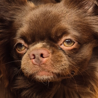 Chihuahua per accopoiamento