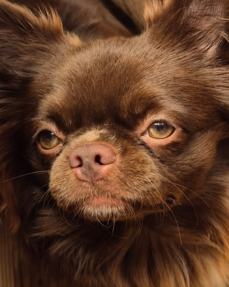 Chihuahua per accopoiamento