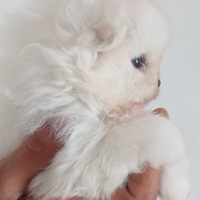 Spitz Pomerania femminuccia