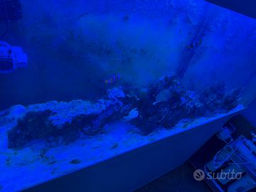 Rocce acquario marino
