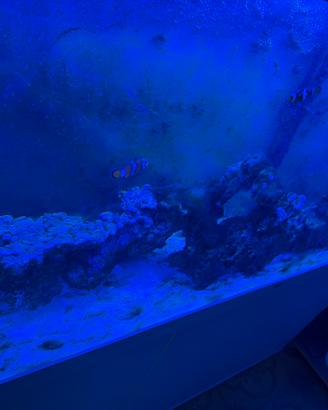 Rocce acquario marino