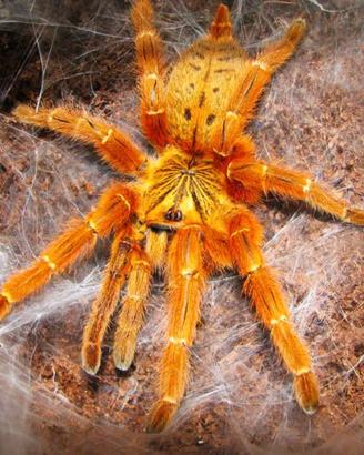Migale Pterinochilus Murinus sling
