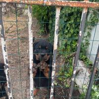 Bellissime cucciole di Rottweiler