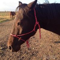 Capezze per cavallo in corda