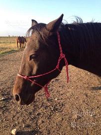 Capezze per cavallo in corda