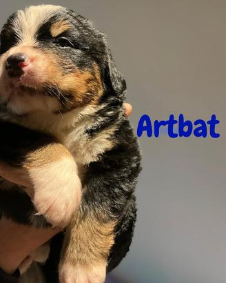 Cuccioli di bovaro del bernese